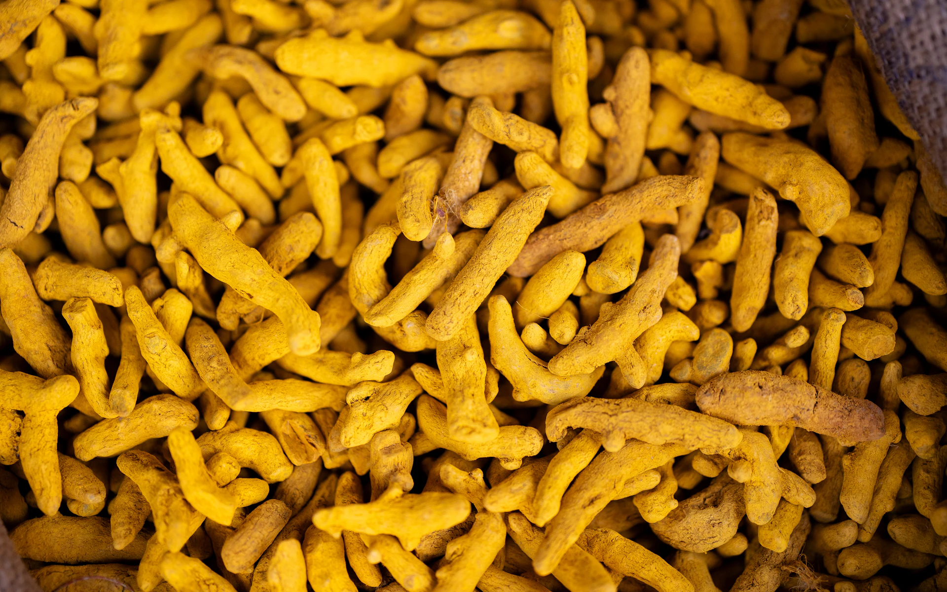 A mound of golden dried turmeric fingers